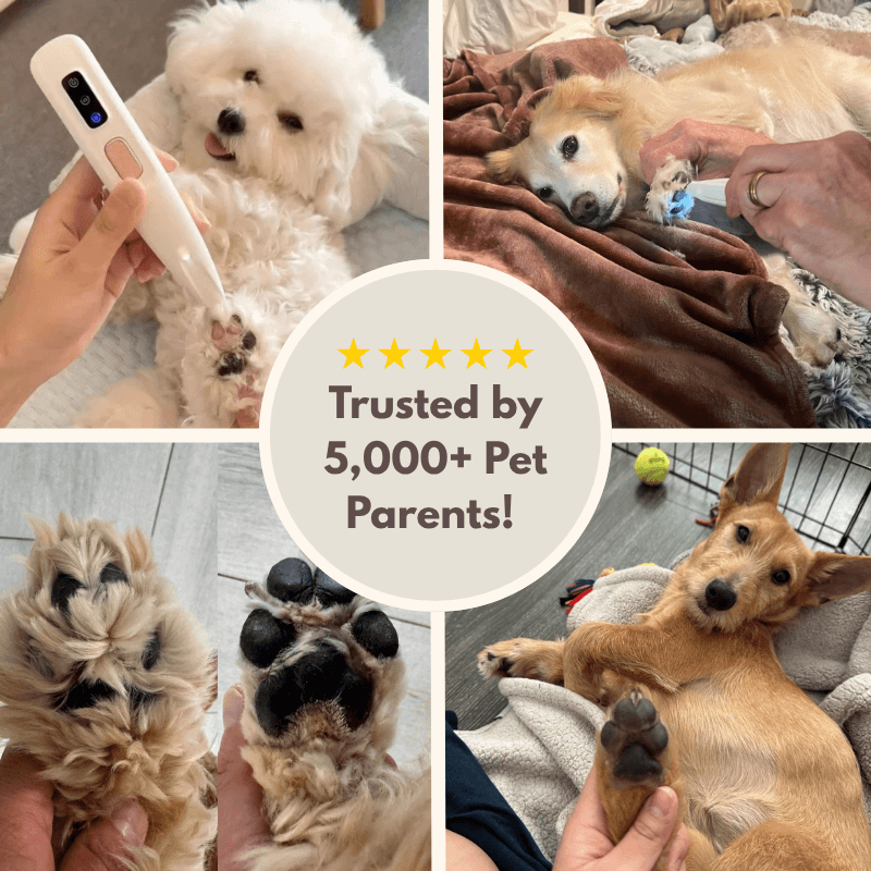 The Companion - Paw Trimmer