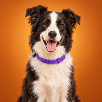 The Cozy Collar